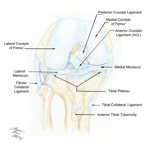 Normal Knee Anatomy Copy - ECG Course