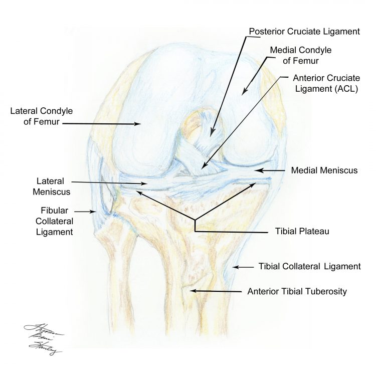 Normal Knee Anatomy Copy - ECG Course