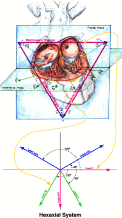 Einthoven Triangle Illustration Advanced 12-lead ECG Course