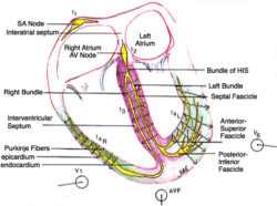 Heart Diagram Wavefront Directions